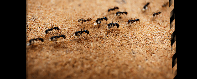 Ants Control Rose Bay