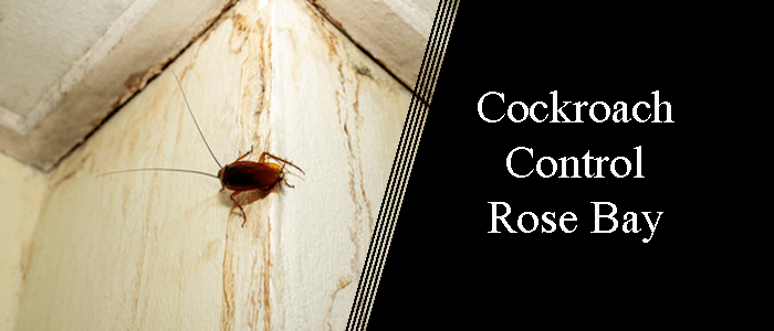 Cockroach Control Rose Bay